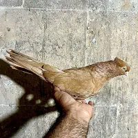 یک جفت صرب زرد