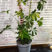 گیاه و گلدان|گل و گیاه طبیعی|اهواز, کوروش|دیوار