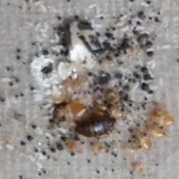 ساس سوسک موریانه درتمام نقاط شهر
