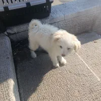 سگ نژادشیتسزوتریر