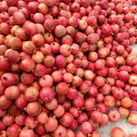 انار ملس ممتاز|عمدهفروشی|کردکوی, |دیوار