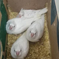 جوجه عروس هلندی البینو|پرنده|اهواز, شهرک اکباتان|دیوار