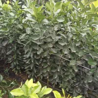 انواع نهال مرکبات|خدمات باغبانی و درختکاری|قائمشهر, |دیوار