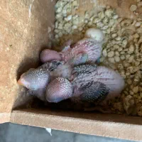 جوجه مرغ عشق سرلاکی