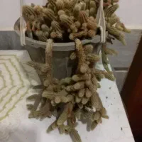 گل طبیعی زیبا|گل و گیاه طبیعی|بیرجند, |دیوار