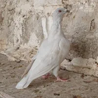 کبوتر الماسی  پلاکی‌‌.  چپ و یال|پرنده|بوشهر, |دیوار