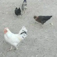 خروس دو ساله