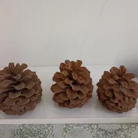 فروش مخروط درخت کاج