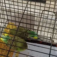 سه تا مرغ عشق|پرنده|گرگان, |دیوار