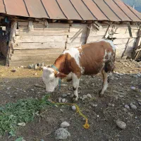 گاو(گوساله) نر سیمینتال اصل جنس|حیوانات مزرعه|پایین هولار, |دیوار