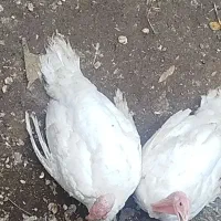 بوقلمون ارگانیک