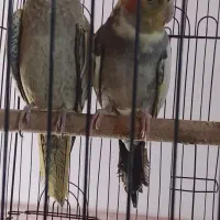 عروس هلندی مولد ضمانتی