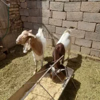 نری