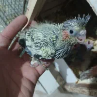 جوجه عروس هلندی سرلاکی|پرنده|مشکیندشت, |دیوار