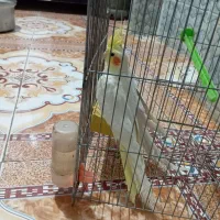 پرنده|پرنده|نیک شهر, |دیوار