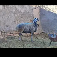 فروش میش و بره