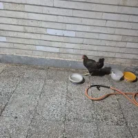 مرغ و  خروس