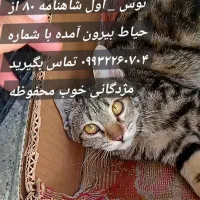 گربه گمشده|حیوانات|مشهد, توس فردوسی|دیوار