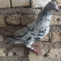 سرور