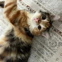 واگذاری بچه گربه ماده