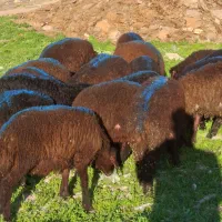 20 راس پای پرواری