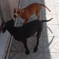 سگ پیتبول 6 ماهه|سگ|شیراز, ده پیاله|دیوار