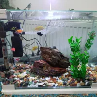 ماهی اکواریوم