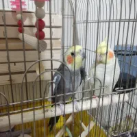 عروس هلندی جفت مولد