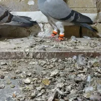 یه گل پرنده زنبوری|پرنده|شال, |دیوار