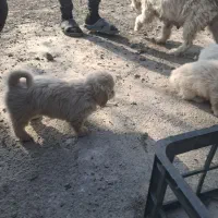 واگذاری توله شیتزو|سگ|نسیمشهر, |دیوار