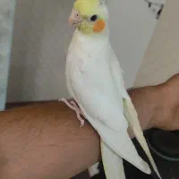 عروس هلندی طوطی دان خور|پرنده|کرمانشاه, |دیوار