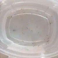 نوزاد ماهی گوپی