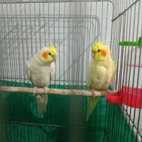 عروس هلندی و مرغ عشق