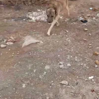 گمشده|حیوانات|زرندیه, |دیوار