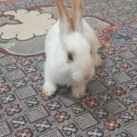 خرگوش کوچولو سفیدقهوه ای۳۰۰ تومن