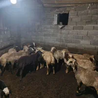 قوچ|حیوانات مزرعه|کامیاران, |دیوار