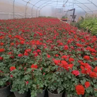 سلام فروش ساناز گلدان ۱۴رو گل و غنچه