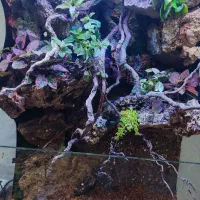 پالاداریوم آکواریوم دار همراه با گیاهان طبیعی