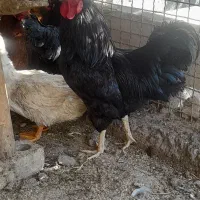 خروس سیا