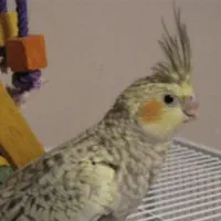 عروس هلندی نژادگل باقالی