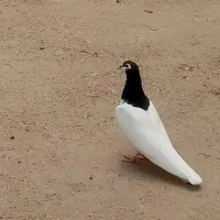 کفتر