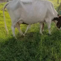 گاو و گوساله نر