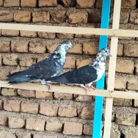 کبوتر انتیک|پرنده|اسلام‌شهر, شهرک واوان|دیوار