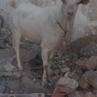 بزونربزسانن|حیوانات مزرعه|زاهدان, |دیوار