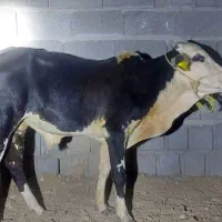 گوساله نر مخصوص پروار