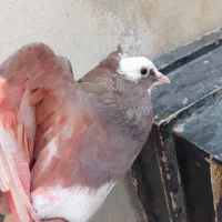 کفتر حسابی|پرنده|قم, قلعه کامکار|دیوار