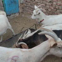 بزدورگ وخالص سانن|حیوانات مزرعه|درمیان, |دیوار