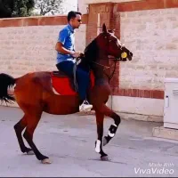 اسب مادیان درجه۱