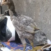 جوجه لاری چهار ماه