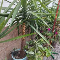 فروش تعدادی گل یوکا